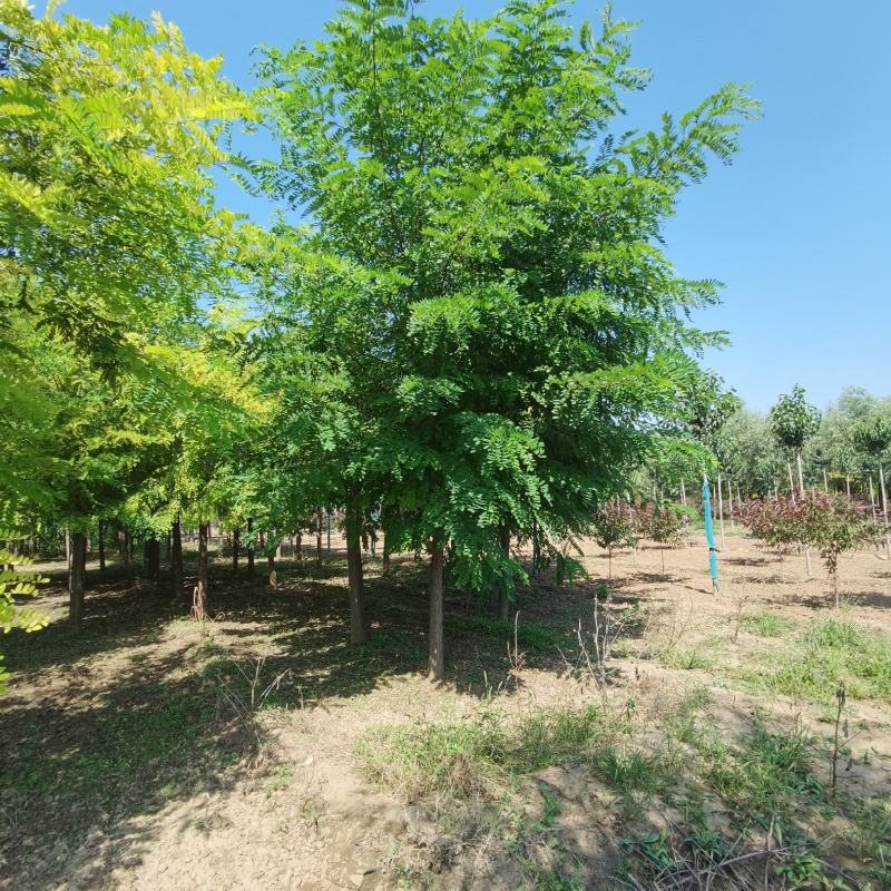 刺槐15公分16公分18公分20公分12公分13公分