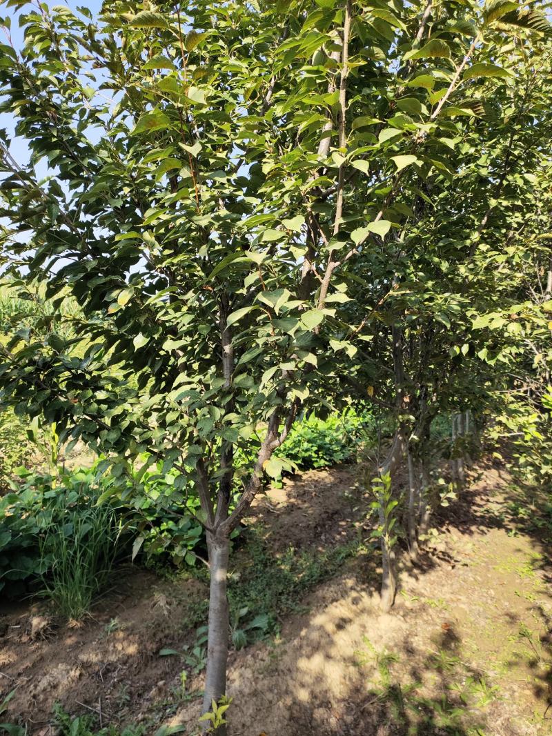早樱速生樱花高分支低分支苗圃直销无中介低价处理