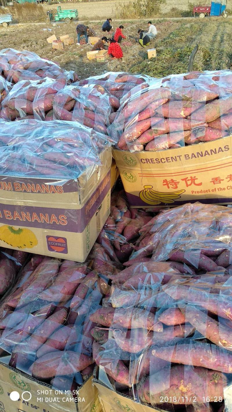 【精品】安徽西瓜红红薯大量供应寻找长期合作伙伴