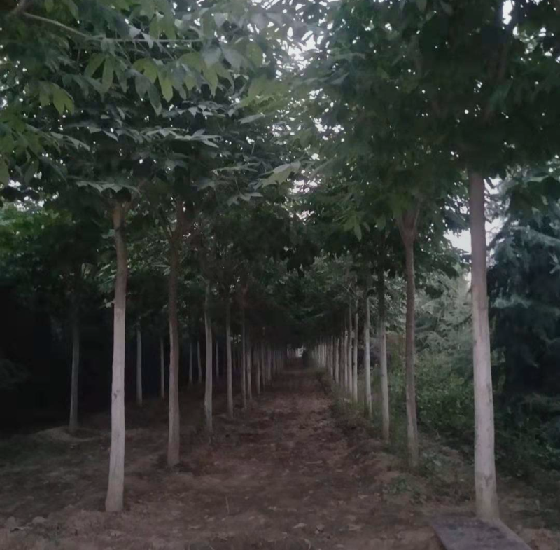 七叶树10/12/15/18公分规格齐全大量出售自家苗圃