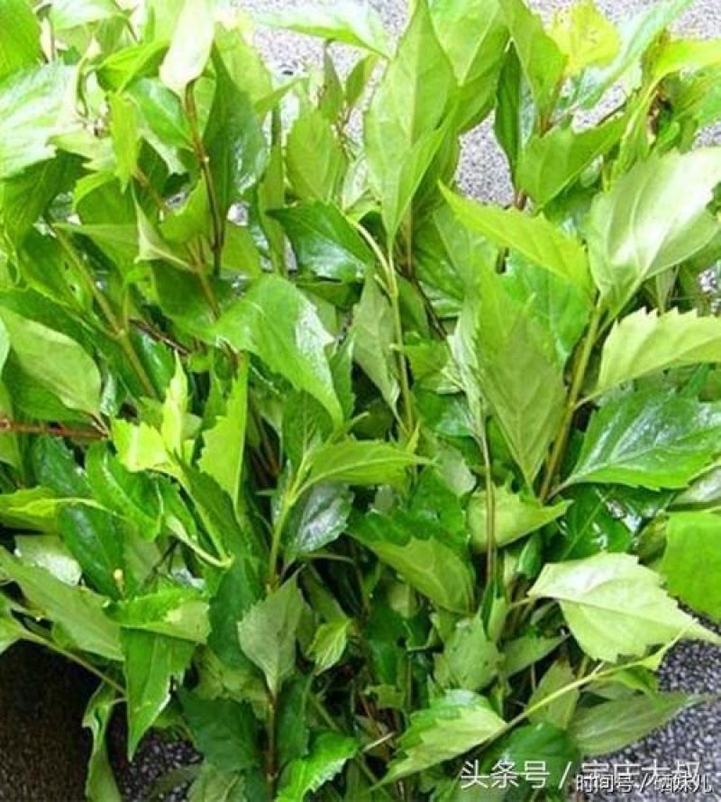 神仙豆腐苗