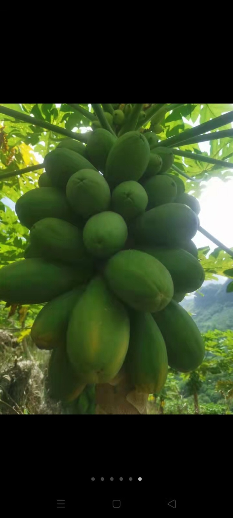 大青木瓜