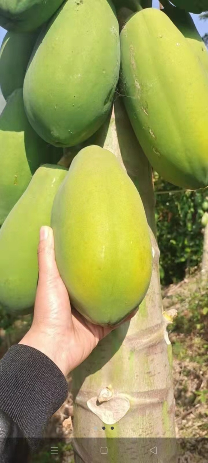 大青木瓜
