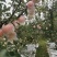 红富士苹果75级以上