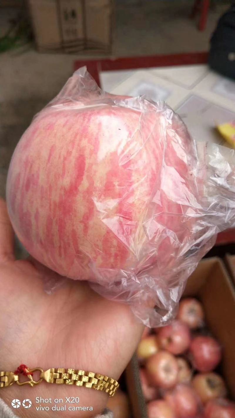 红富士苹果75级以上