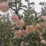 红富士苹果75级以上