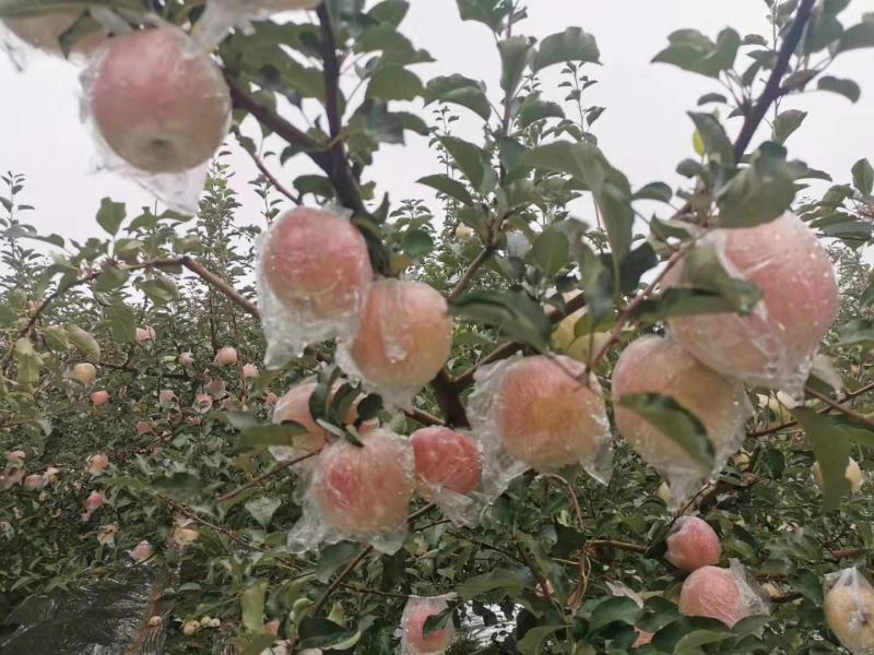 红富士苹果75级以上