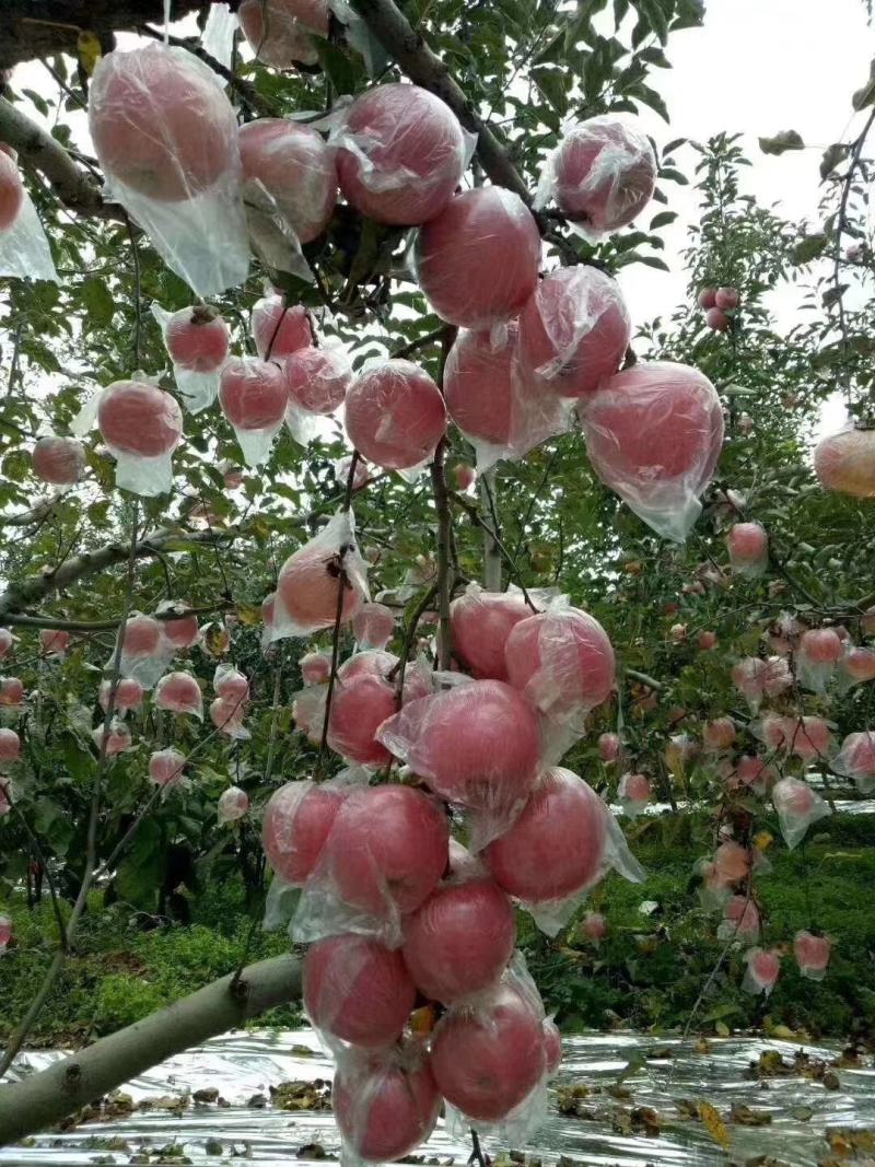红富士苹果75级以上