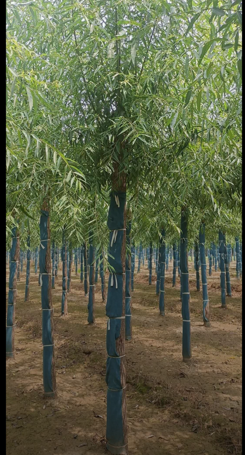 直柳3/5/6/8/10公分规格齐全大量出售自家苗圃精品