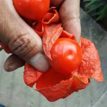 红菇茑