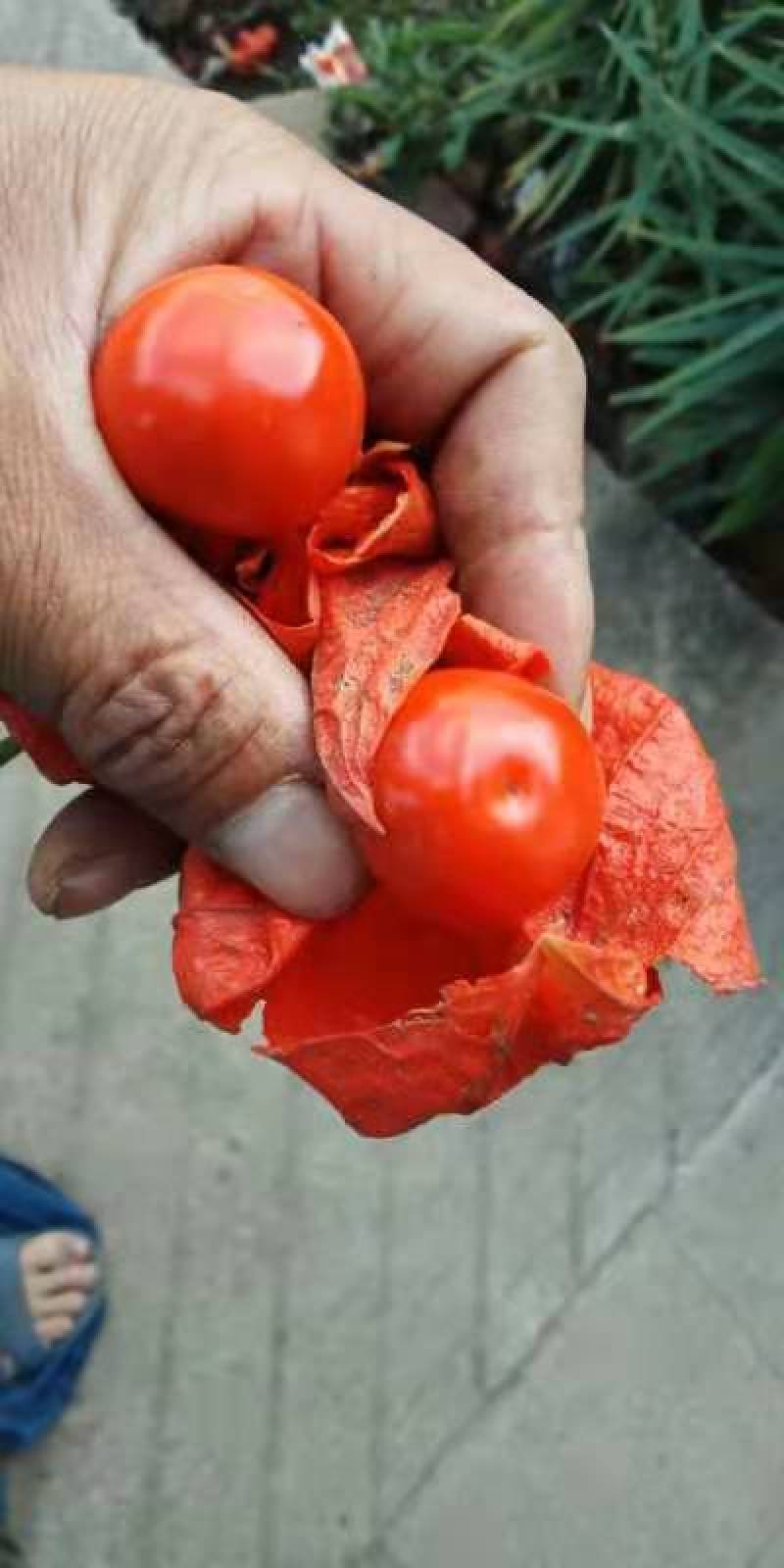 红菇茑