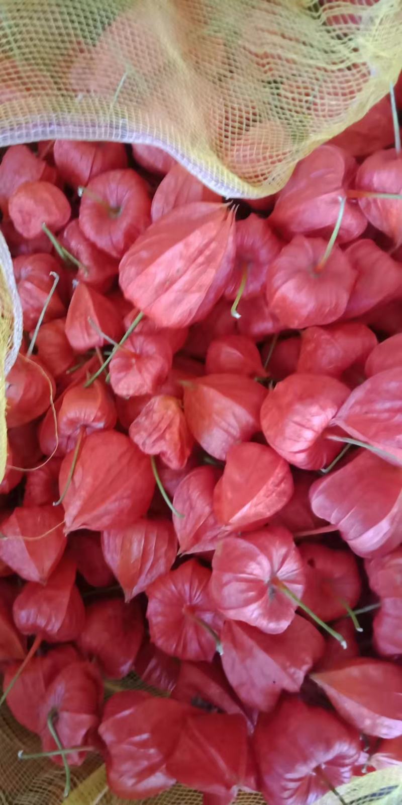 红菇茑