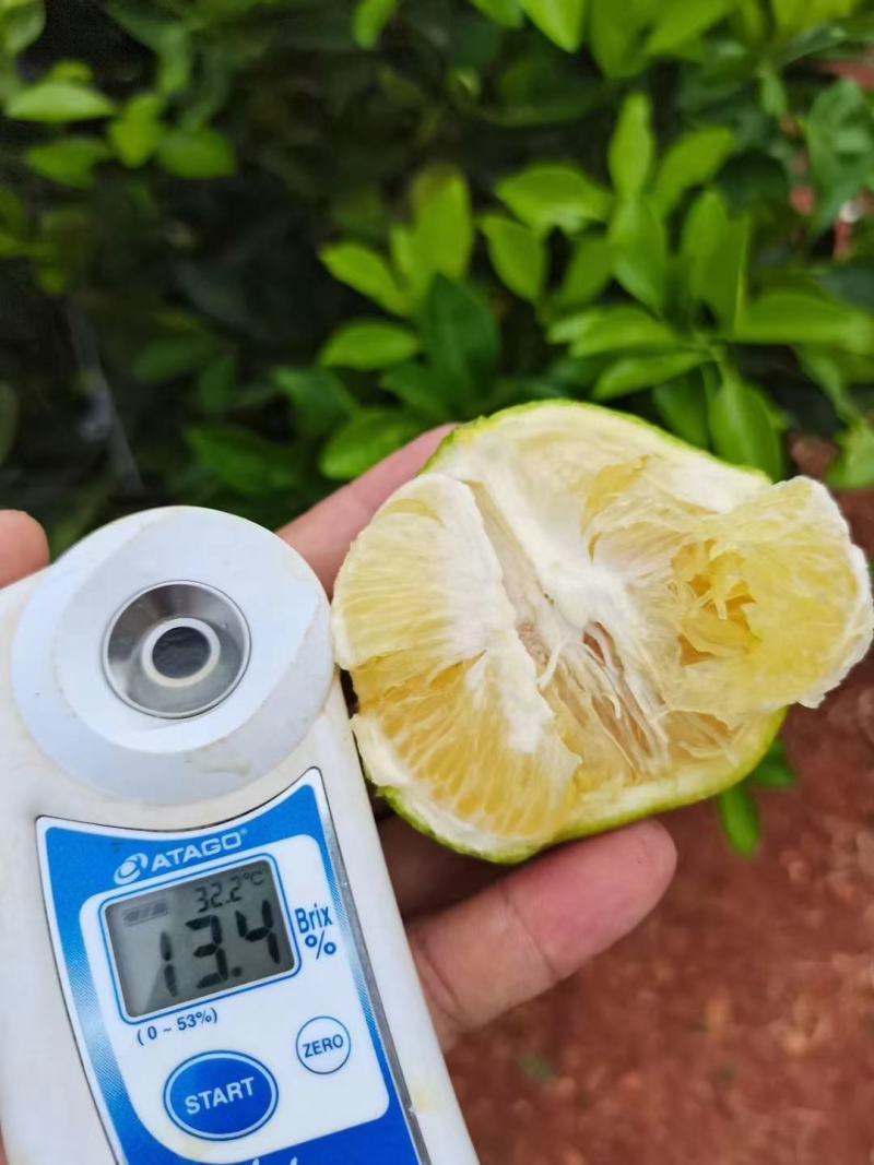 云南冰糖橙绿皮冰糖橙大量上市喜欢的老板电商欢迎联系