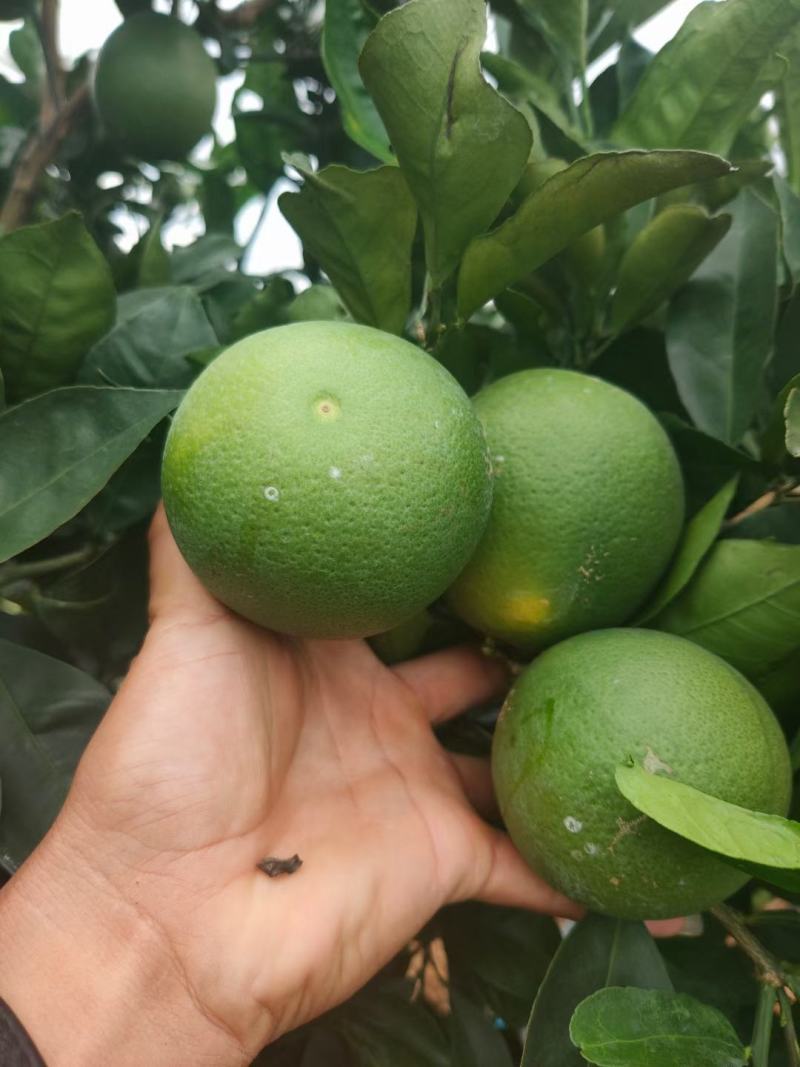 云南冰糖橙绿皮冰糖橙大量上市喜欢的老板电商欢迎联系