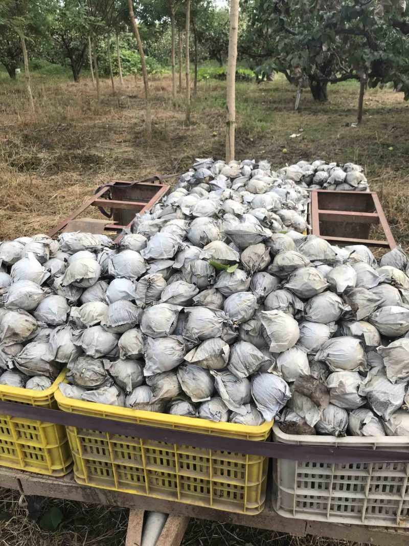 大量销售河北泊头水晶鸭梨，价格低，质量优，现货速发