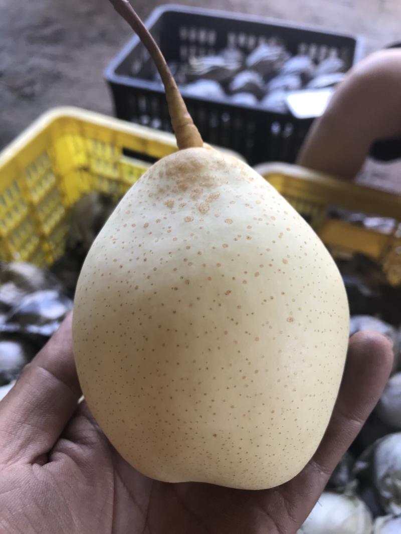大量销售河北泊头水晶鸭梨，价格低，质量优，现货速发