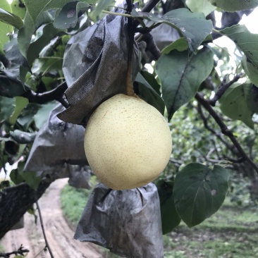 大量销售河北泊头水晶鸭梨，价格低，质量优，现货速发