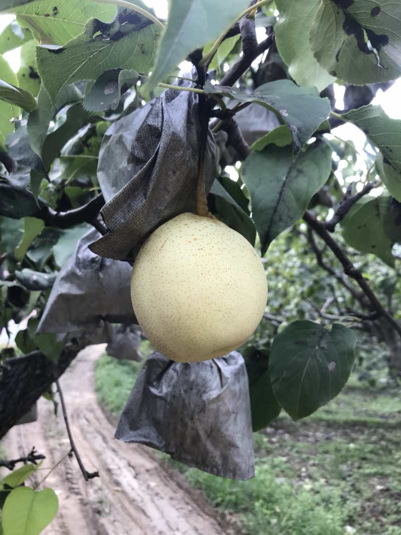 大量销售河北泊头水晶鸭梨，价格低，质量优，现货速发