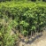 桂花树苗盆栽客厅庭院浓香型四季开花月桂室内外绿植花卉