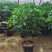 桂花树苗盆栽客厅庭院浓香型四季开花月桂室内外绿植花卉
