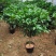 桂花树苗盆栽客厅庭院浓香型四季开花月桂室内外绿植花卉
