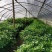 桂花树苗盆栽客厅庭院浓香型四季开花月桂室内外绿植花卉
