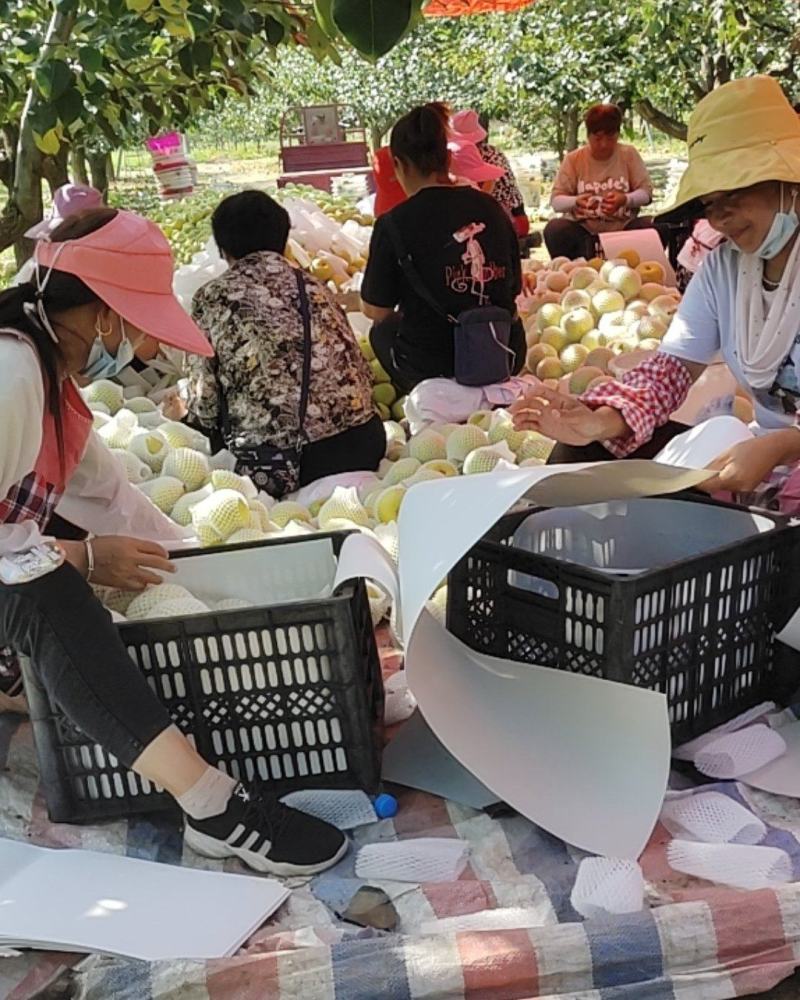 百年老树酥梨六两以上的通货已大量上市欢迎新老客户前来洽谈