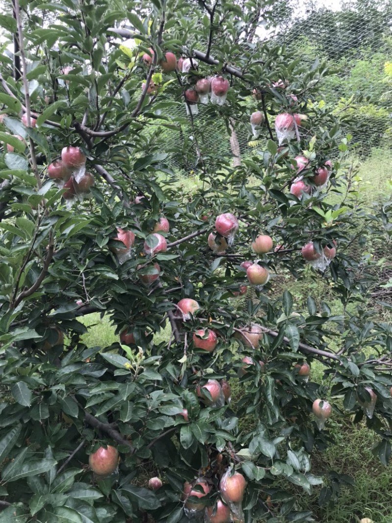 红星苹果