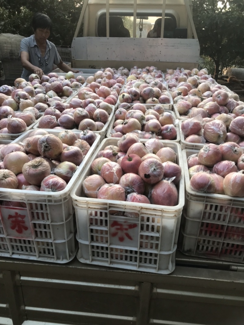 红星苹果
