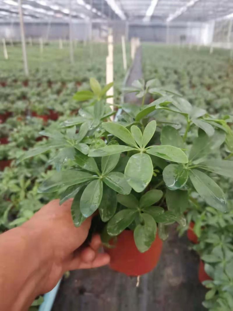 鸭脚木盆栽基地直供90规格40装110规格30装