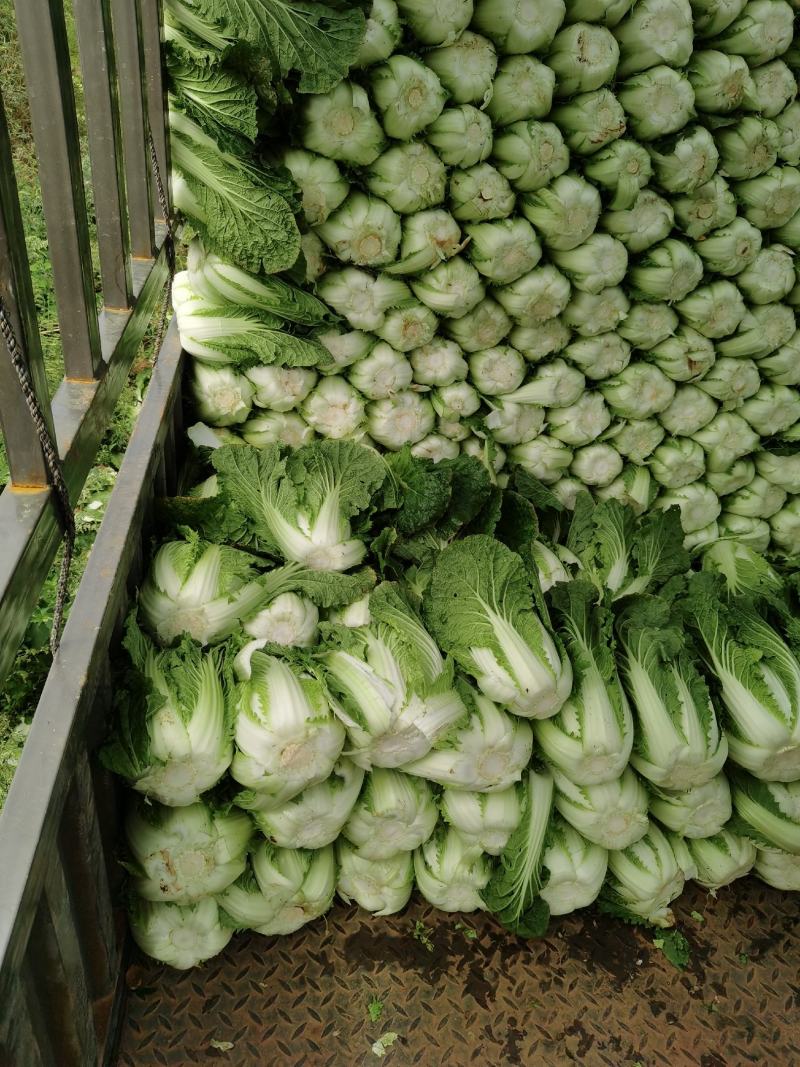 白菜