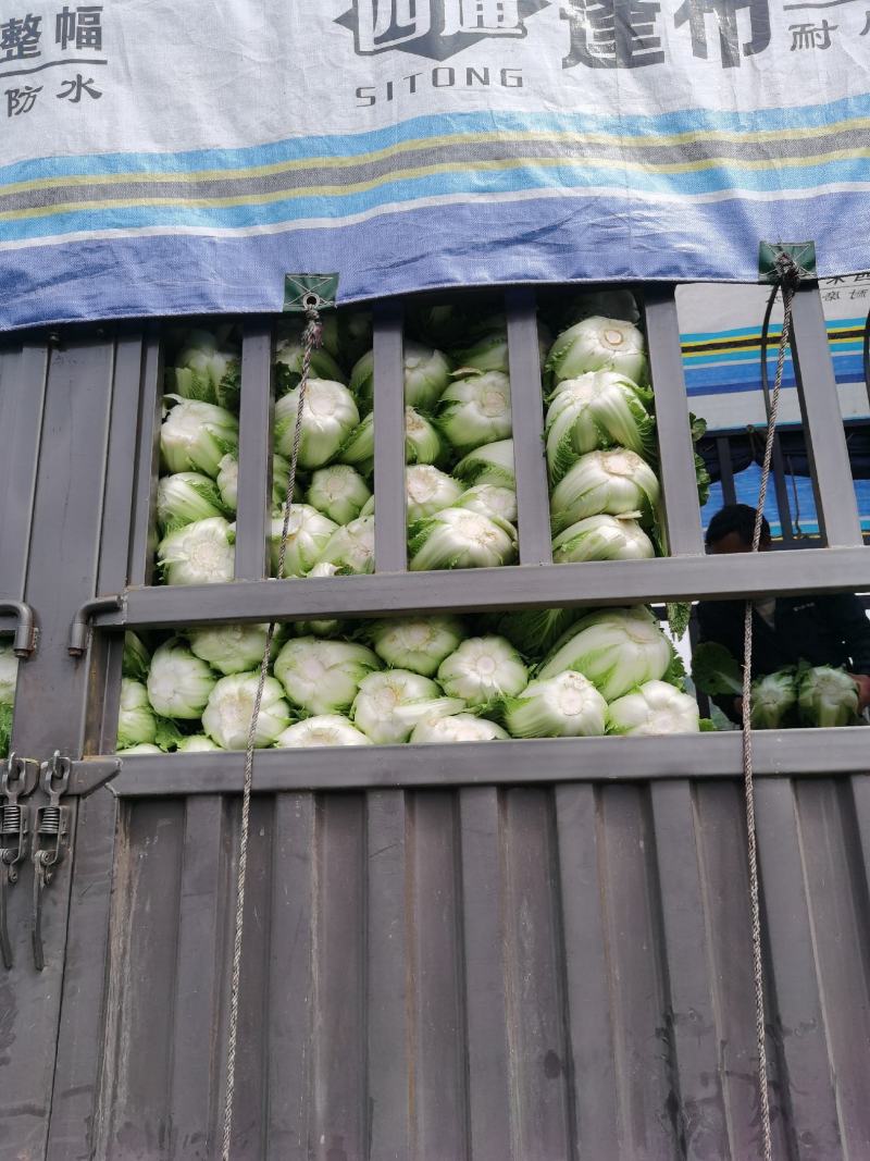 白菜