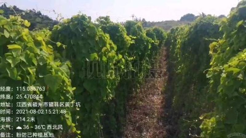 粉防己种子，江西粉防己种子，提供育苗种植技术
