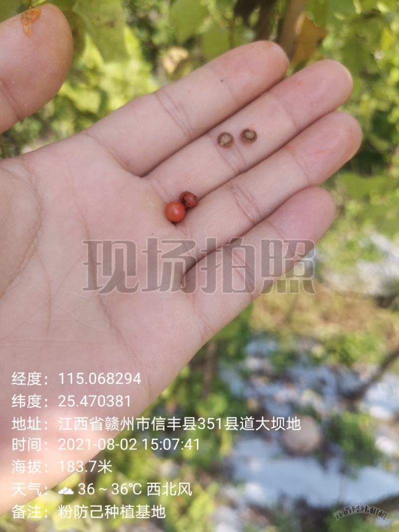 粉防己种子，江西粉防己种子，提供育苗种植技术