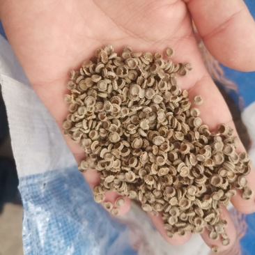 粉防己种子，江西粉防己种子，提供育苗种植技术