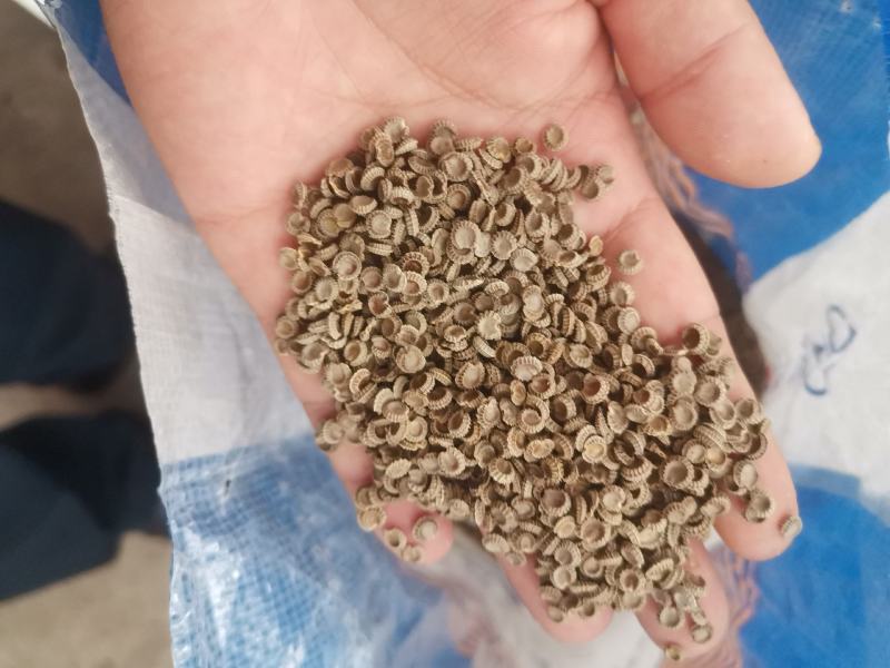 粉防己种子，江西粉防己种子，提供育苗种植技术