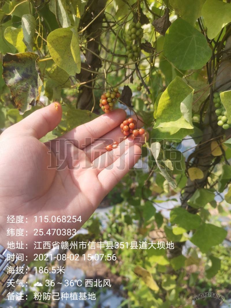 粉防己种子，江西粉防己种子，提供育苗种植技术