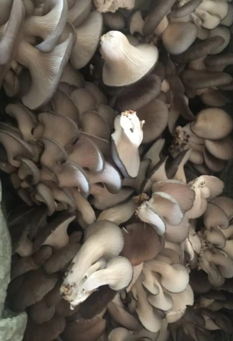 秀珍菇