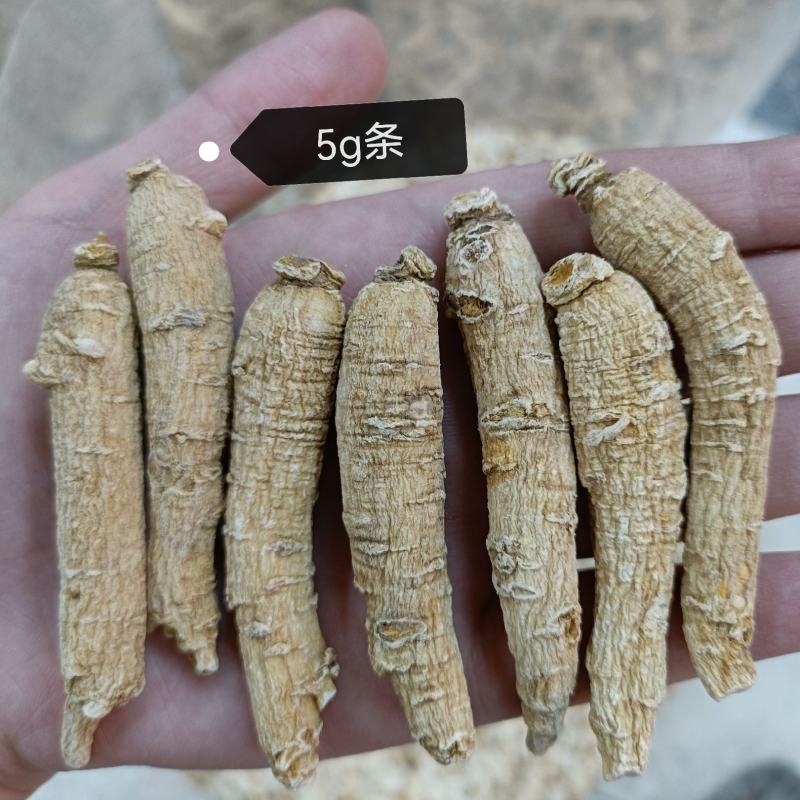【精选西洋参】花旗参规格齐全，品质保证，量大优惠
