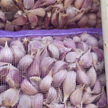 红根蒜苗种子软硬叶蒜苗蒜种免费全程技术指导