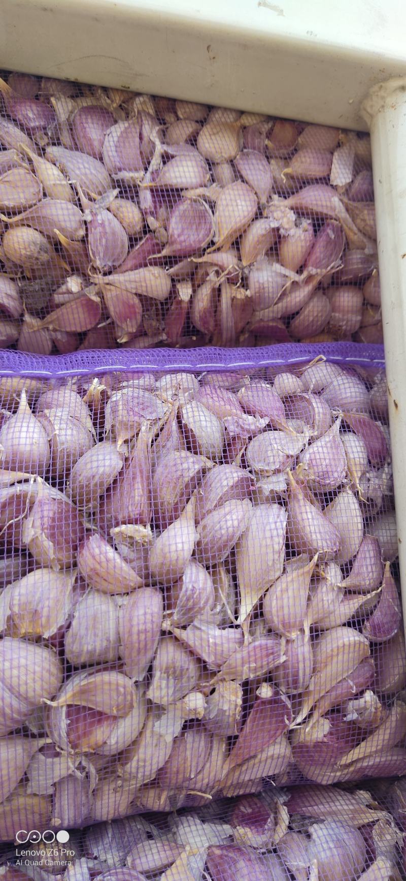 红根蒜苗种子软硬叶蒜苗蒜种免费全程技术指导