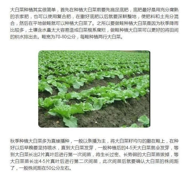 山东十八斤大白菜种子冬储白菜籽抗病高产秋冬播种白菜种子