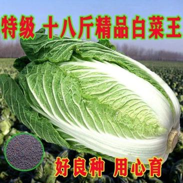 山东十八斤大白菜种子冬储白菜籽抗病高产秋冬播种白菜种子