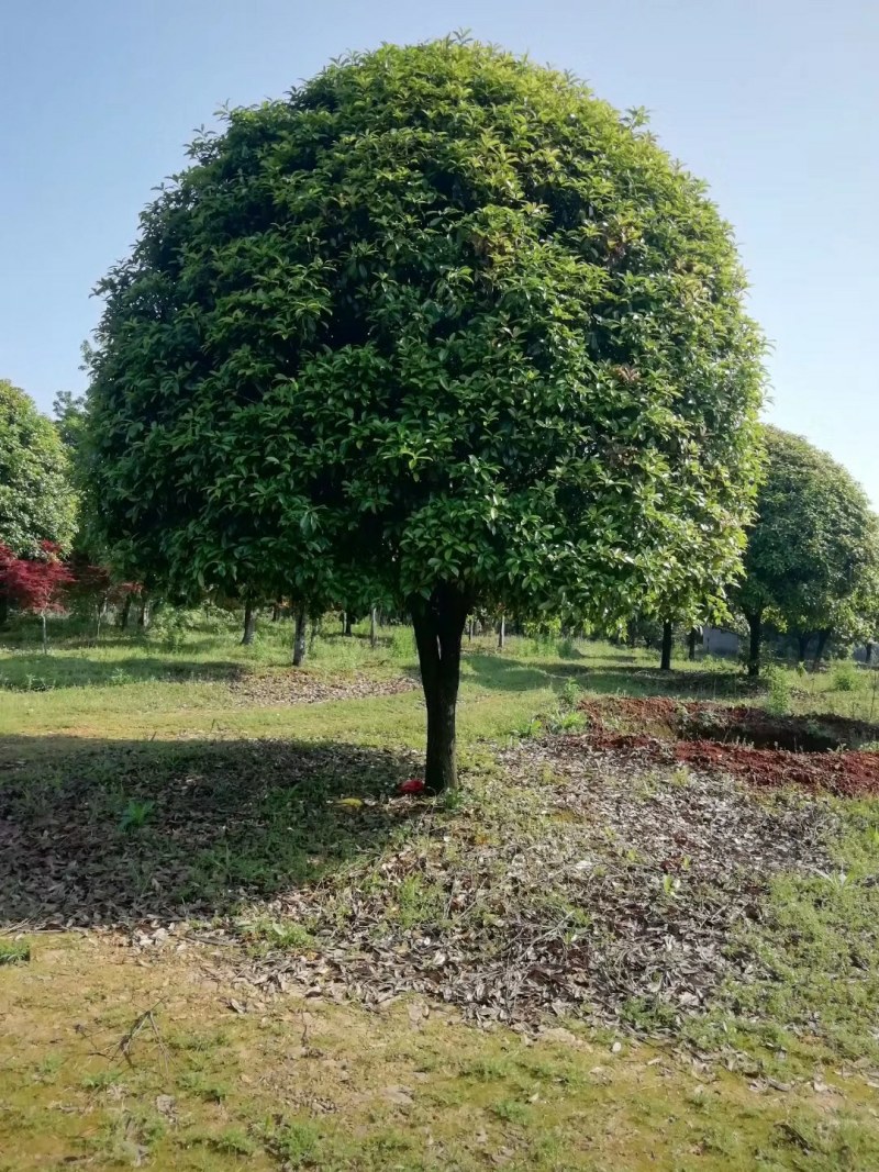 桂花