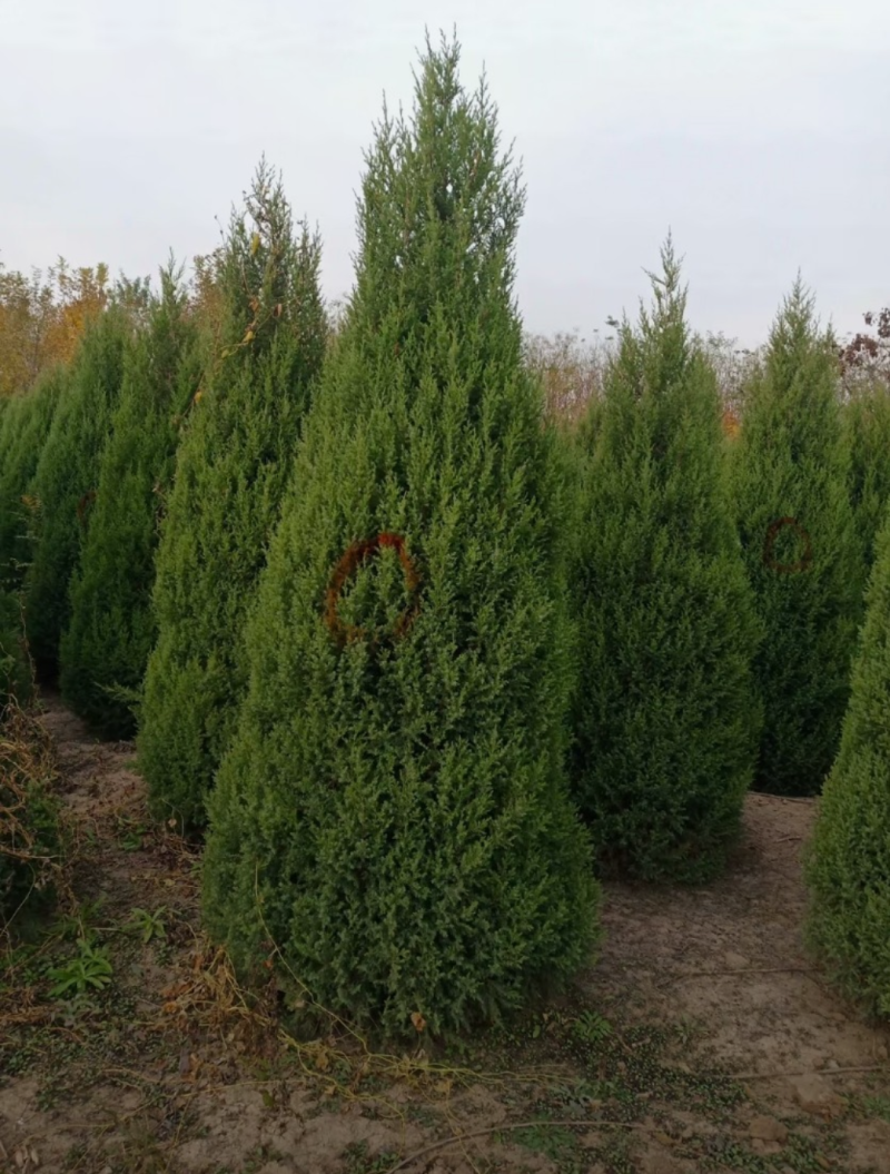塔桧70/100/250/400高度规格齐全大量出售精品