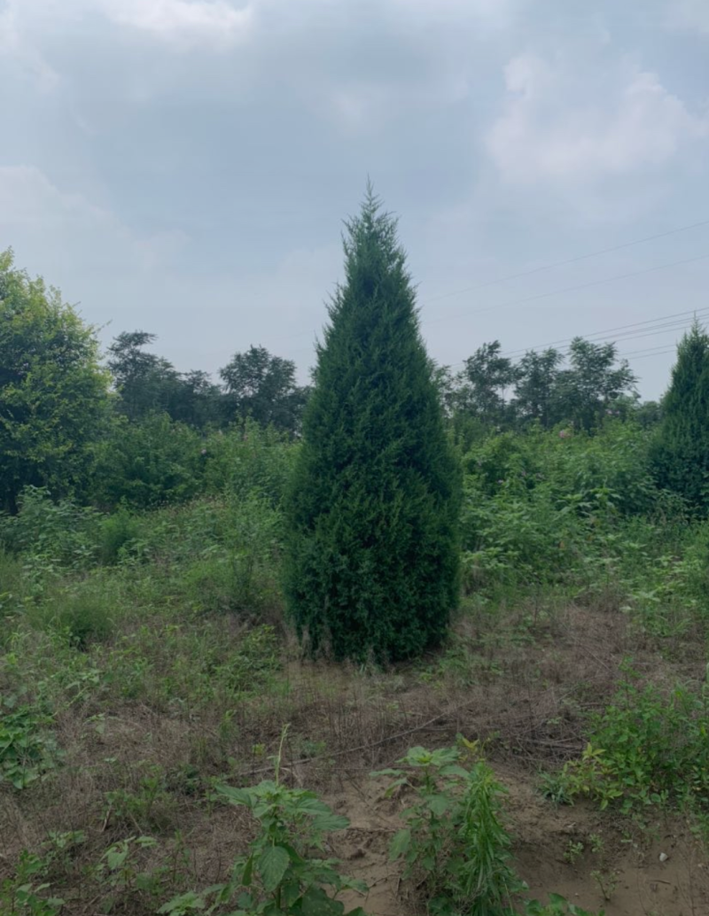 塔桧70/100/250/400高度规格齐全大量出售精品