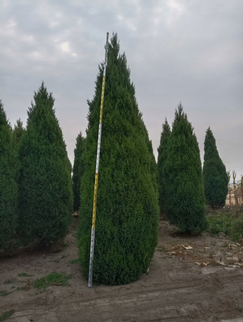 塔桧70/100/250/400高度规格齐全大量出售精品