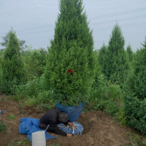 塔桧70/100/250/400高度规格齐全大量出售精品
