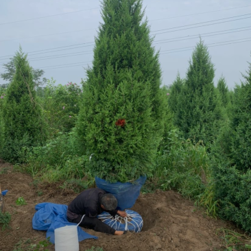 塔桧70/100/250/400高度规格齐全大量出售精品