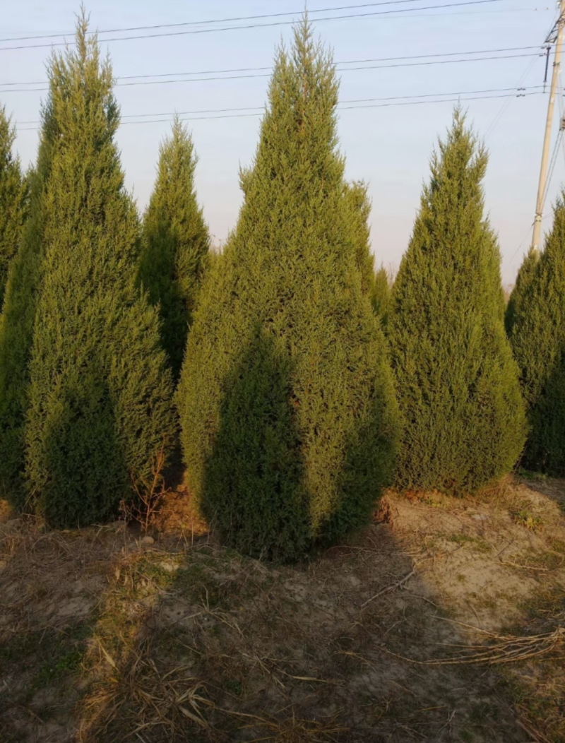 塔桧70/100/250/400高度规格齐全大量出售精品